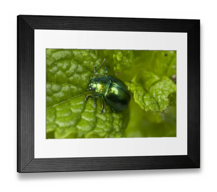 Framed Print : Mint Leaf Beetle, Chrysolina herbacea, on a mint leaf Framed Print : Mint Leaf Beetle, Chrysolina herbacea, on a mint leaf