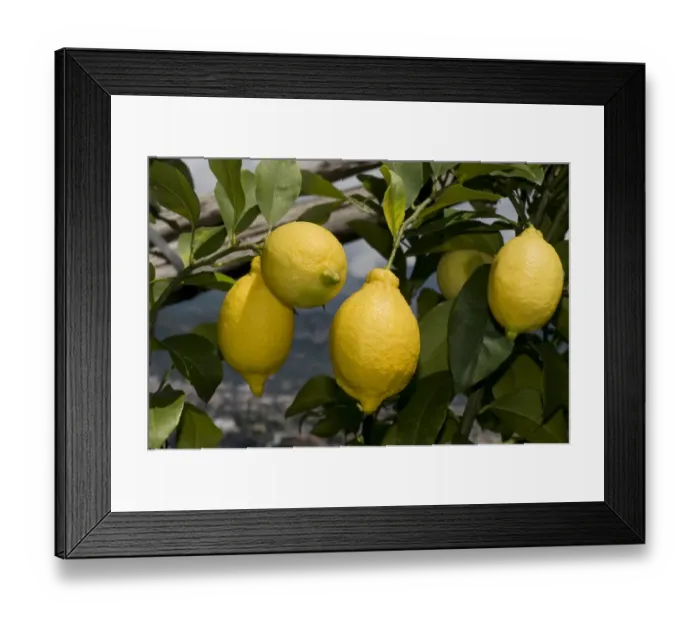 Framed Print : Lemon, Citrus limon, ripe fruit on tree, Sorrento, Bay of Naples, Campania, Italy, May Framed Print : Lemon, Citrus limon, ripe fruit on tree, Sorrento, Bay of Naples, Campania, Italy, May