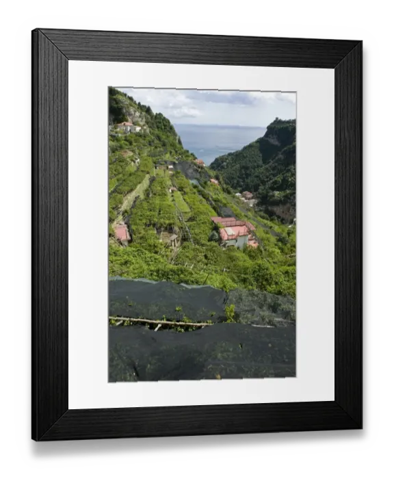 Framed Print : Lemon groves with some trees netted to prevent over exposure to sun and sunburn, Bay of Salerno, near Amalfi, Campania Framed Print : Lemon groves with some trees netted to prevent over exposure to sun and sunburn, Bay of Salerno, near Amalfi, Campania