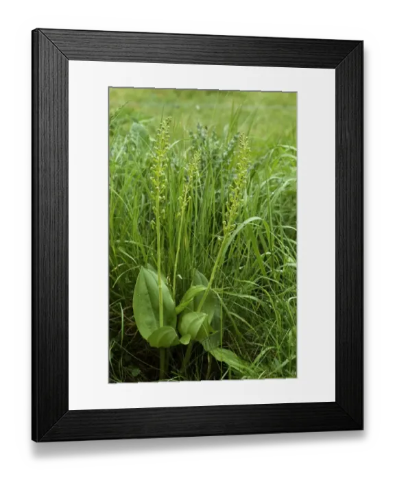 Framed Print : Common Twayblade, Neottia ovata, flowering, West Berkshire, England, May Framed Print : Common Twayblade, Neottia ovata, flowering, West Berkshire, England, May