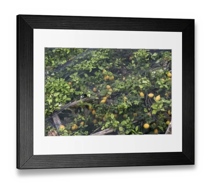 Framed Print : Lemon trees with fruit under shade netting to prevent sunburn, Bay of Salerno, near Amalfi, Campania, Italy, May Framed Print : Lemon trees with fruit under shade netting to prevent sunburn, Bay of Salerno, near Amalfi, Campania, Italy, May