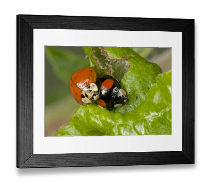 Framed Print : Harlequin Ladybird, Harmonia axyridis, two colour variations, adult pair, mating on apple leaves damaged by Framed Print : Harlequin Ladybird, Harmonia axyridis, two colour variations, adult pair, mating on apple leaves damaged by