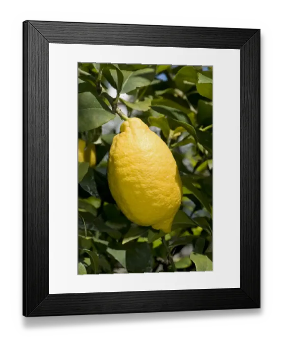 Framed Print : Lemon, Citrus limon, ripe fruit on tree, Sorrento, Bay of Naples, Campania, Italy, May Framed Print : Lemon, Citrus limon, ripe fruit on tree, Sorrento, Bay of Naples, Campania, Italy, May