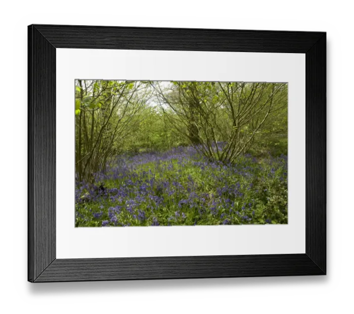 Framed Print : Bluebell, Hyacinthoides non-scripta, flowering, in hazel woodland habitat, Berkshire Downs, England, May Framed Print : Bluebell, Hyacinthoides non-scripta, flowering, in hazel woodland habitat, Berkshire Downs, England, May