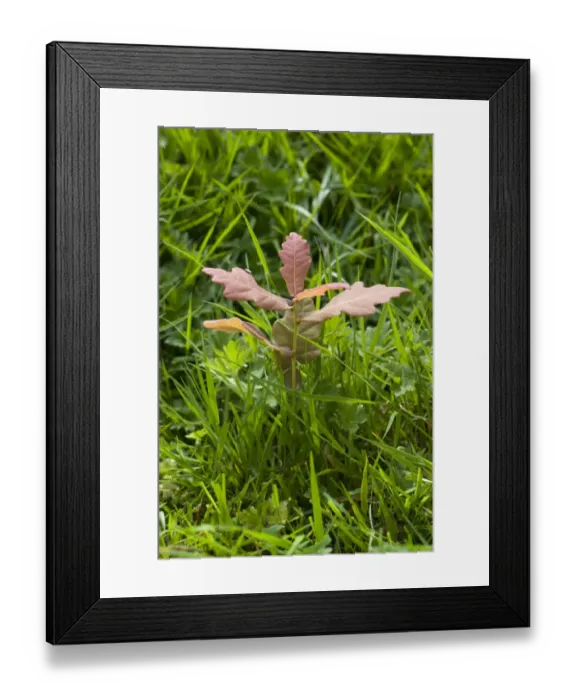 Framed Print : Common Oak, Quercus robur, self-seeded seedling, germinating in grassland, West Berkshire, England, June Framed Print : Common Oak, Quercus robur, self-seeded seedling, germinating in grassland, West Berkshire, England, June