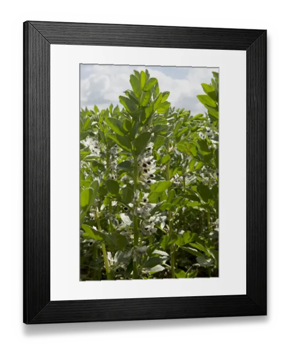 Framed Print : Field Bean, Vicia faba, crop in flower, West Berkshire, England, June Framed Print : Field Bean, Vicia faba, crop in flower, West Berkshire, England, June