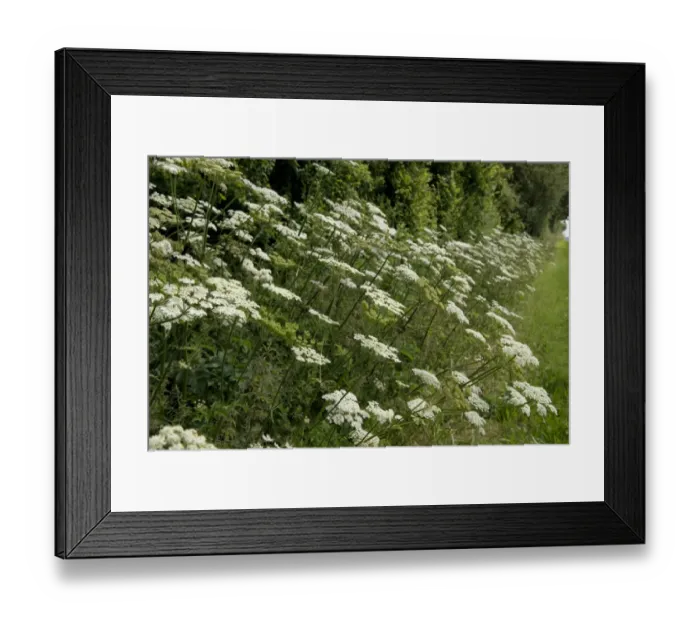 Framed Print : Hogweed, Heracleum sphondylium; white umbellifer flowers beside a country path in summer Framed Print : Hogweed, Heracleum sphondylium; white umbellifer flowers beside a country path in summer