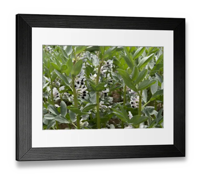 Framed Print : Field Bean, Vicia faba, crop in flower, West Berkshire, England, June Framed Print : Field Bean, Vicia faba, crop in flower, West Berkshire, England, June