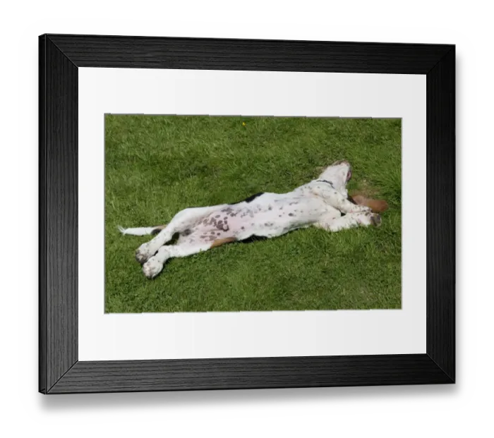 Framed Print : Domestic Dog, Basset Hound, puppy, four-months old, rolling on back Framed Print : Domestic Dog, Basset Hound, puppy, four-months old, rolling on back
