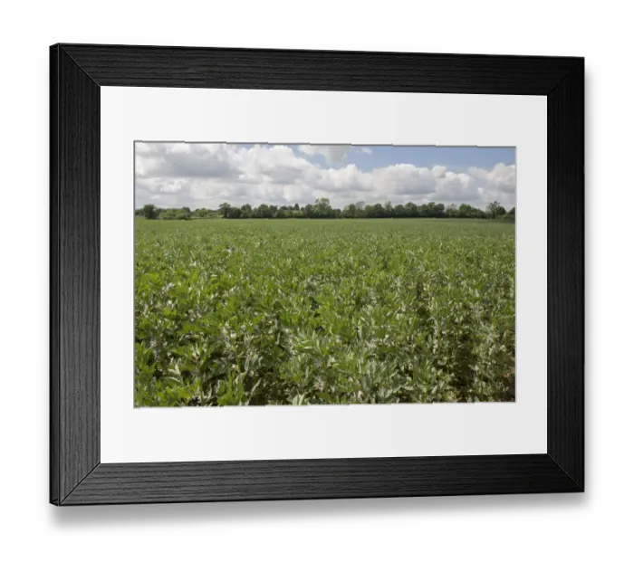 Framed Print : Field Bean, Vicia faba, crop in flower, West Berkshire, England, June Framed Print : Field Bean, Vicia faba, crop in flower, West Berkshire, England, June