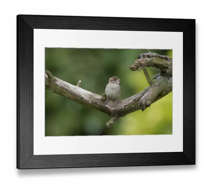 Framed Print : Newly fledged House Sparrow
