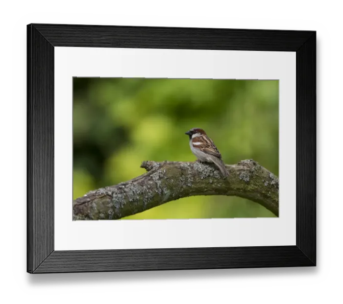 Framed Print : Adult male House Sparrow Framed Print : Adult male House Sparrow