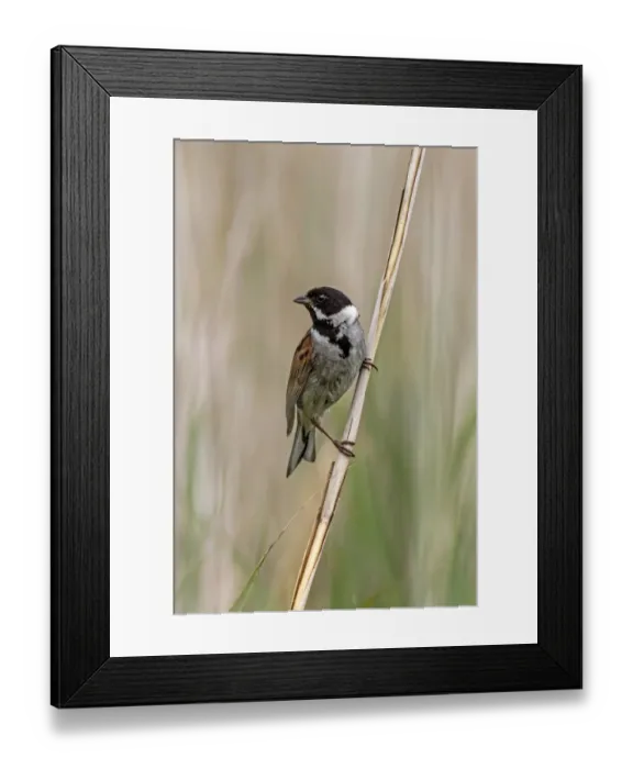 Framed Print : Common Reed Bunting Male on reeds. Deepdale Marsh, Norfolk