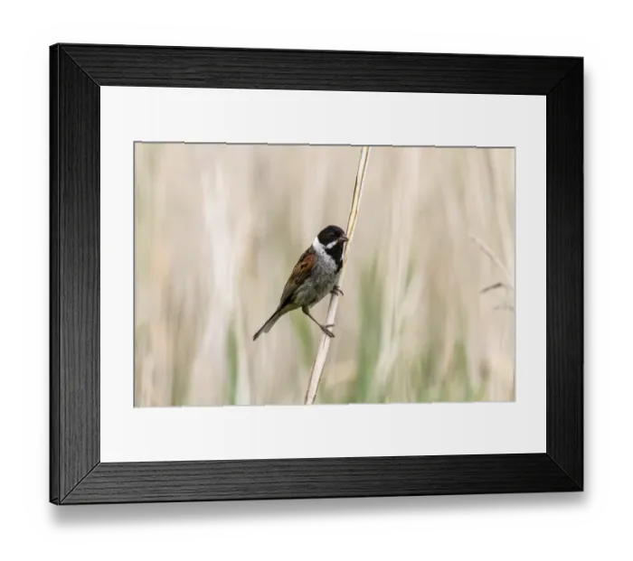Framed Print : Common Reed Bunting Male on reeds. Deepdale Marsh, Norfolk Framed Print : Common Reed Bunting Male on reeds. Deepdale Marsh, Norfolk