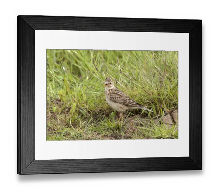 Framed Print : Common Skylark Calling, Deepdale Marsh, Norfolk Framed Print : Common Skylark Calling, Deepdale Marsh, Norfolk