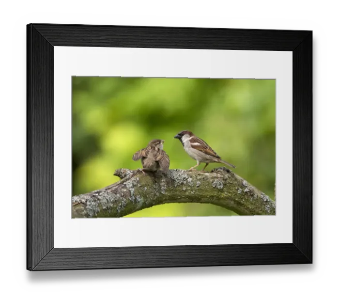 Framed Print : Young House Sparrow begging for food from adult Male Framed Print : Young House Sparrow begging for food from adult Male