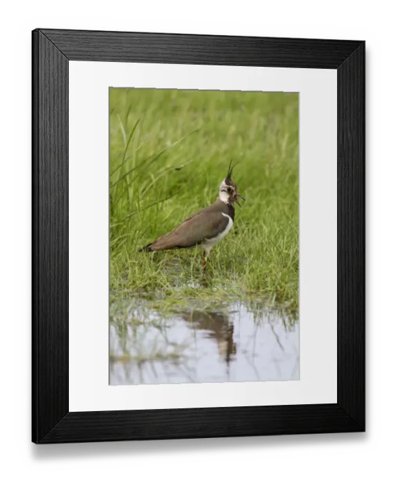 Framed Print : Lapwing calling, adult summer plumage. Deepdale Marsh Norfolk Framed Print : Lapwing calling, adult summer plumage. Deepdale Marsh Norfolk