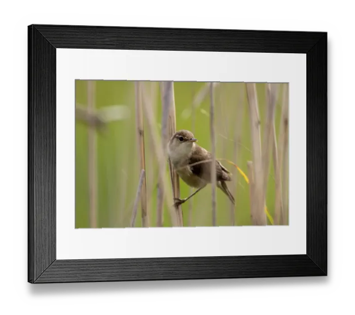 Framed Print : European Reed Warbler on reeds - Deepdale Marsh Norfolk Framed Print : European Reed Warbler on reeds - Deepdale Marsh Norfolk