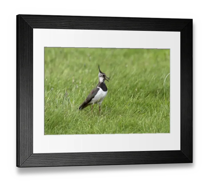 Framed Print : Lapwing calling, adult summer plumage. Deepdale Marsh Norfolk Framed Print : Lapwing calling, adult summer plumage. Deepdale Marsh Norfolk