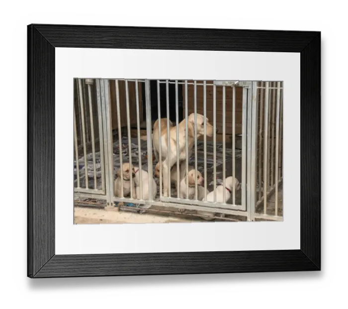 Framed Print : Yellow Labrador bitch with 5 week old puppies in outdoor kennel Framed Print : Yellow Labrador bitch with 5 week old puppies in outdoor kennel