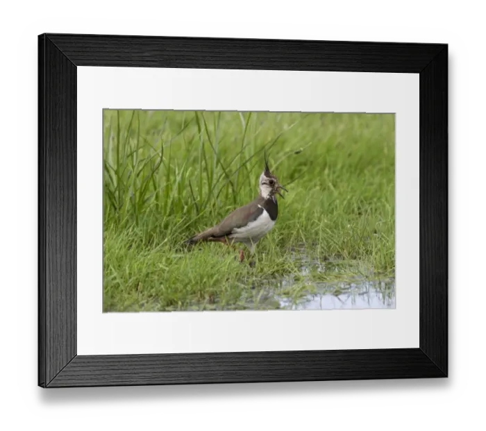 Framed Print : Lapwing calling, adult summer plumage. Deepdale Marsh Norfolk Framed Print : Lapwing calling, adult summer plumage. Deepdale Marsh Norfolk
