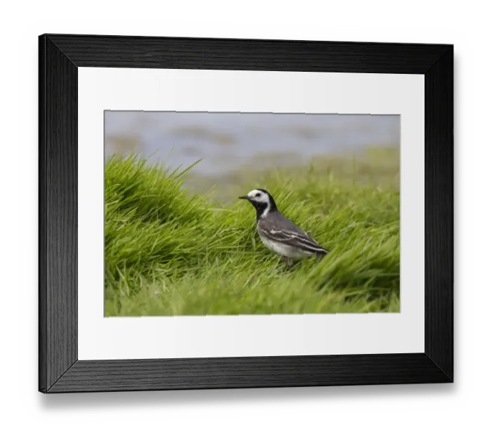 Framed Print : Pied Wagtail female in grass, Norfolk
