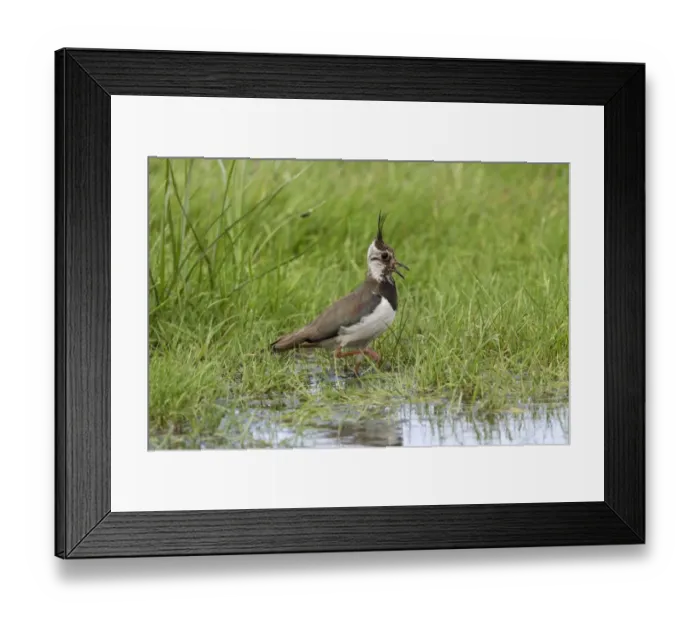 Framed Print : Lapwing calling, adult summer plumage. Deepdale Marsh Norfolk