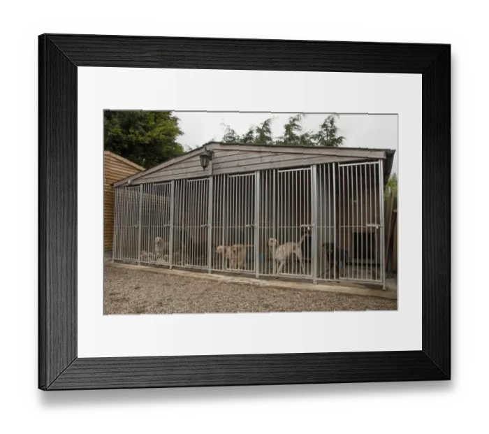 Framed Print : Working gundog kennels - Yellow labrador with puppies, Rottweiler in right end cage Framed Print : Working gundog kennels - Yellow labrador with puppies, Rottweiler in right end cage