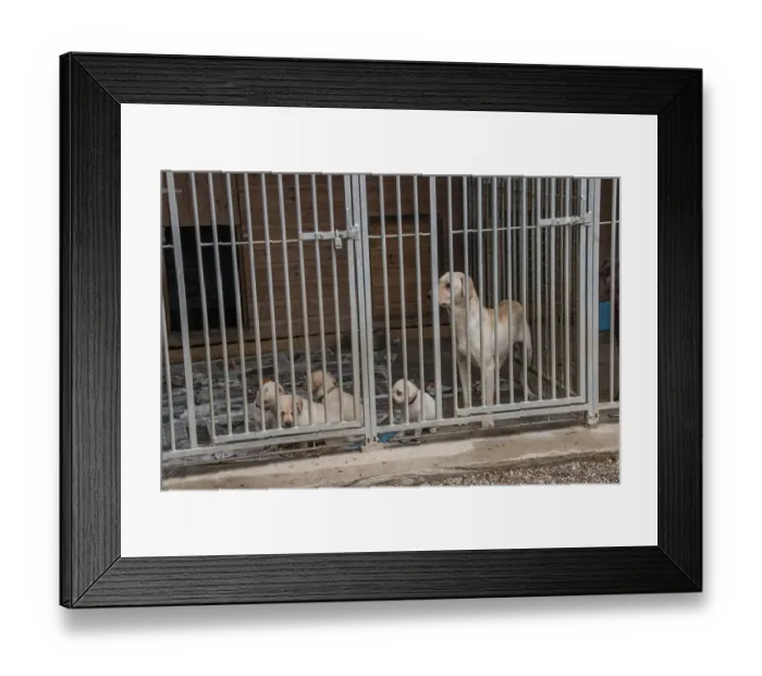 Framed Print : Yellow Labrador bitch with 5 week old puppies in outdoor kennel Framed Print : Yellow Labrador bitch with 5 week old puppies in outdoor kennel