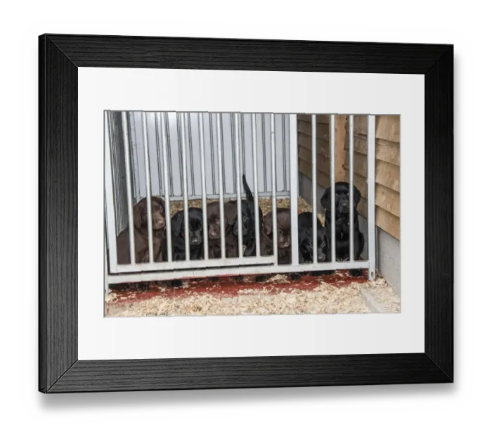 Framed Print : Chocolate and Black Labrador puppies about 6 week old Framed Print : Chocolate and Black Labrador puppies about 6 week old
