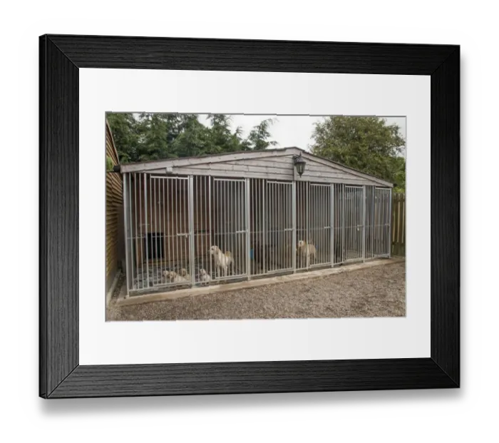 Framed Print : Outdoor kennels for working gundogs - Yellow Labrador bitch with 5 week old puppies