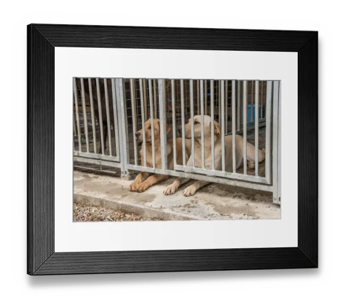 Framed Print : Yellow labradors in outdoor kennel Framed Print : Yellow labradors in outdoor kennel