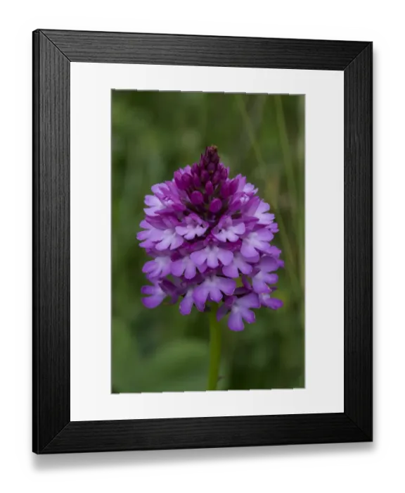 Framed Print : Pyramidal Orchid (Anacamptis pyramidalis) close-up of flowerspike, growing in hay meadow Framed Print : Pyramidal Orchid (Anacamptis pyramidalis) close-up of flowerspike, growing in hay meadow