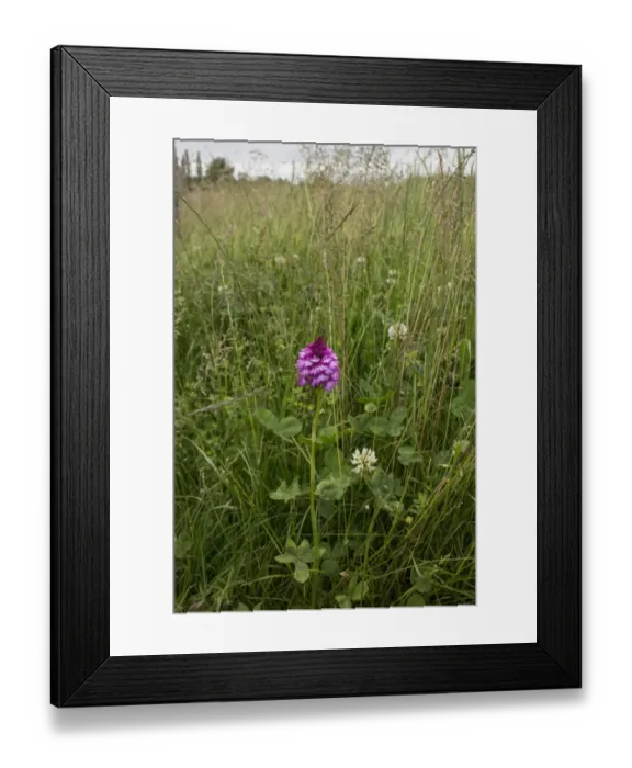 Framed Print : Pyramidal Orchid, flowering head in hay field Framed Print : Pyramidal Orchid, flowering head in hay field