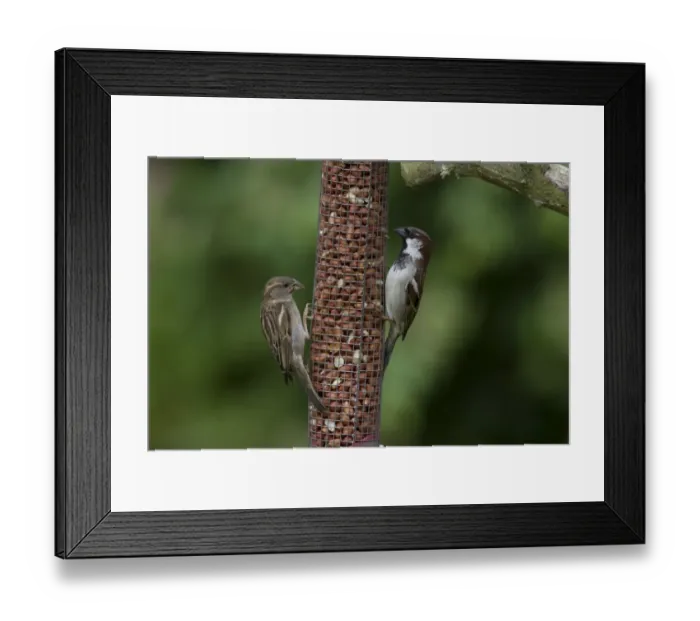 Framed Print : Male and Female House Sparrow on peanut feeder Framed Print : Male and Female House Sparrow on peanut feeder