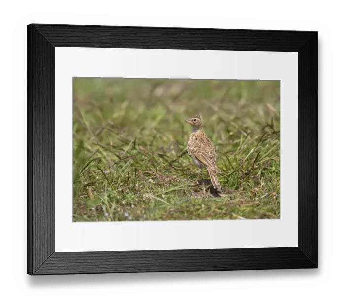 Framed Print : Skylark - Deepdale Marsh Norfolk Framed Print : Skylark - Deepdale Marsh Norfolk
