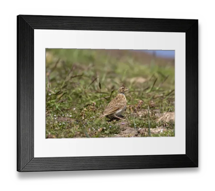 Framed Print : Skylark with raised crest - Deepdale Marsh Norfolk Framed Print : Skylark with raised crest - Deepdale Marsh Norfolk