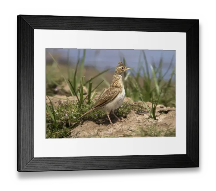 Framed Print : Skylark with raised crest - Deepdale Marsh Norfolk Framed Print : Skylark with raised crest - Deepdale Marsh Norfolk