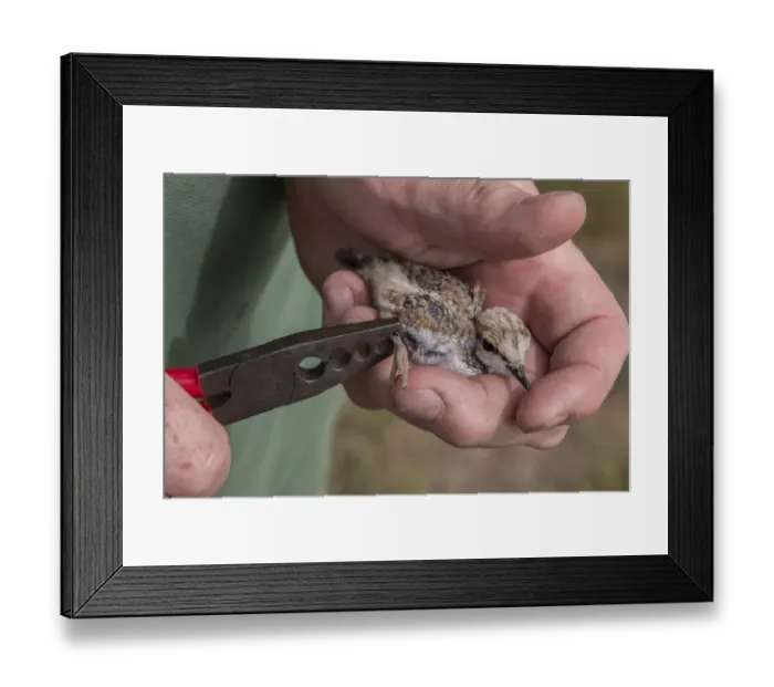 Framed Print : Little Ringed Plover chick about a week old, having a BTO bird ringed put on its leg Framed Print : Little Ringed Plover chick about a week old, having a BTO bird ringed put on its leg