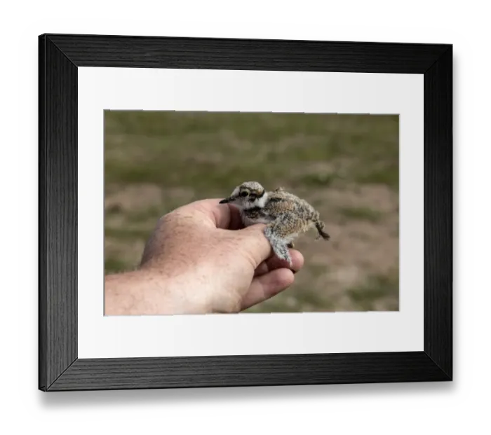 Framed Print : Little Ringed Plover chick being held before a BTO bird ring is fixed on its legs Framed Print : Little Ringed Plover chick being held before a BTO bird ring is fixed on its legs