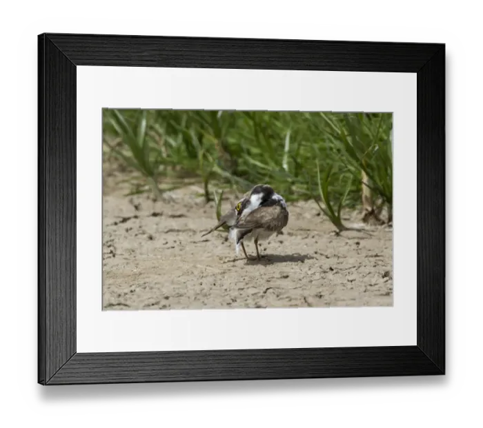 Framed Print : Little Ringed Plover preening Framed Print : Little Ringed Plover preening