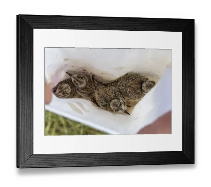 Framed Print : Young Little Ringed Plover chicks in bag waiting to be ringed Framed Print : Young Little Ringed Plover chicks in bag waiting to be ringed