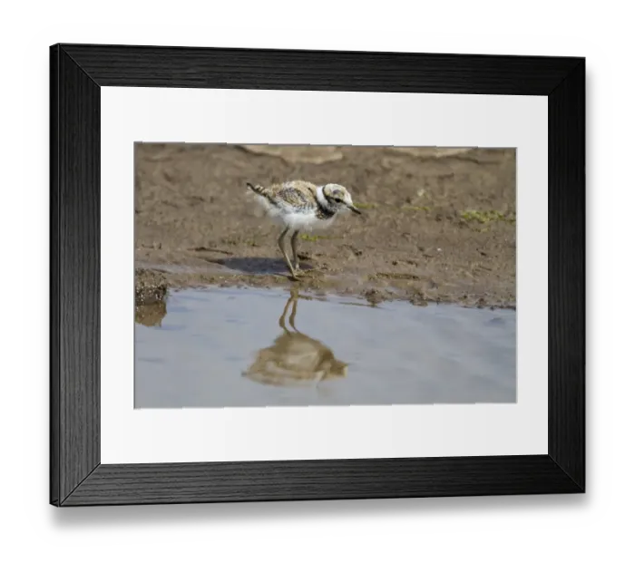 Framed Print : Little Ringed Plover chick about a week old Framed Print : Little Ringed Plover chick about a week old