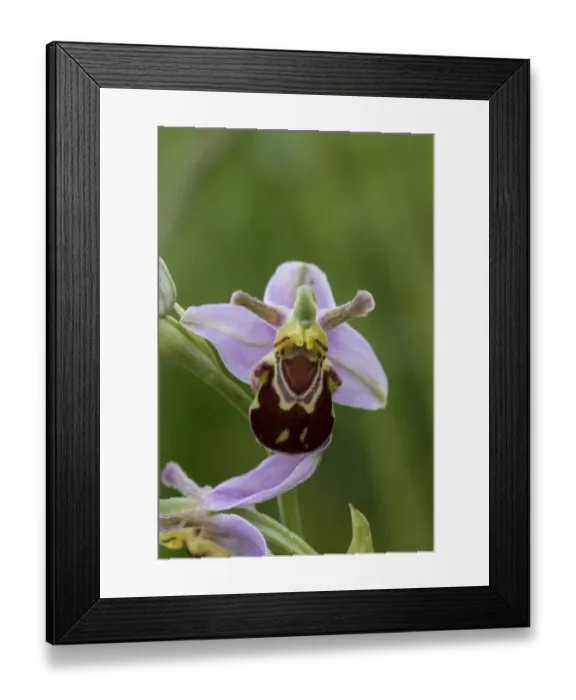 Framed Print : Bee Orchid flowering head
