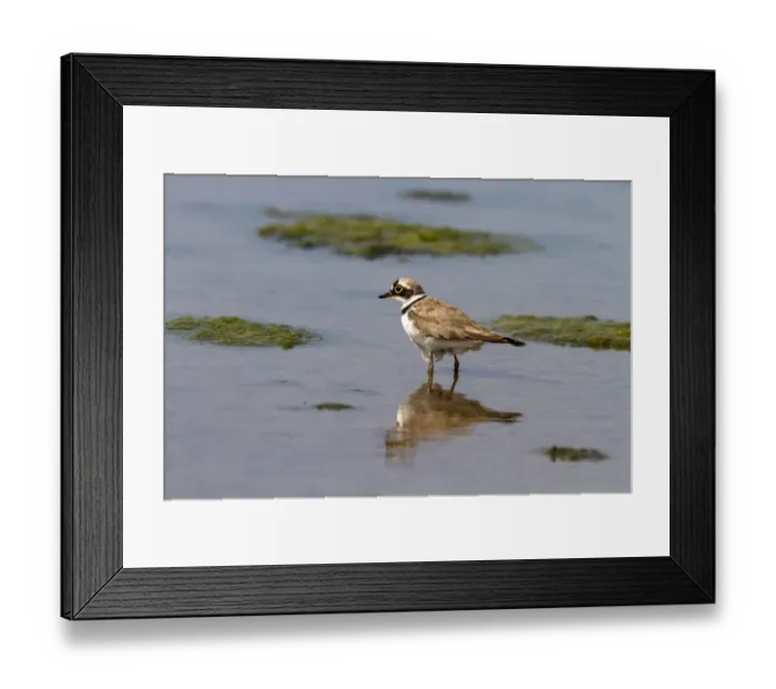 Framed Print : Little Ringed Plover - Deepdale Marsh, Norfolk Framed Print : Little Ringed Plover - Deepdale Marsh, Norfolk