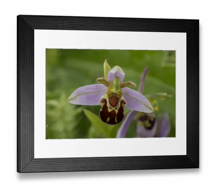 Framed Print : Bee Orchid flowering head Framed Print : Bee Orchid flowering head