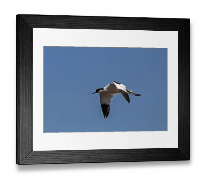 Framed Print : Northern Giant-petrel (Macronectes halli) adult, in flight, Antarctic Ocean, Antarctica Framed Print : Northern Giant-petrel (Macronectes halli) adult, in flight, Antarctic Ocean, Antarctica