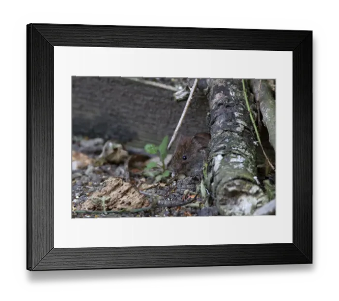 Framed Print : Bank Vole watching from hedgerow cover