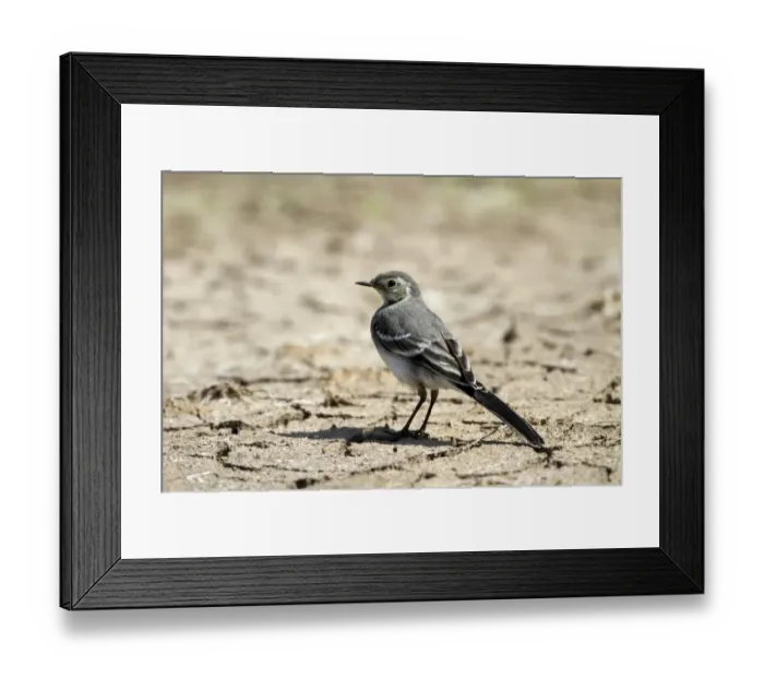 Framed Print : Juvenile Pied Wagtail on dry mud Framed Print : Juvenile Pied Wagtail on dry mud