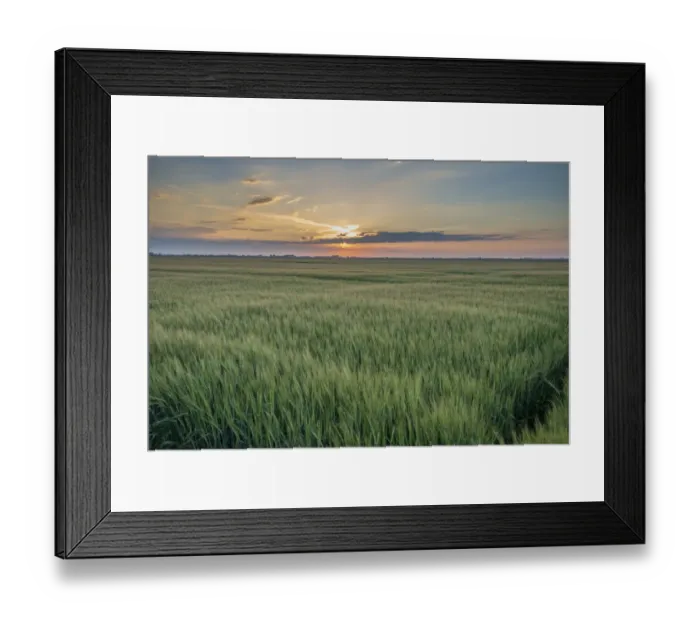Framed Print : Barley (Hordeum vulgare) crop, field near coast at sunset, Anderby Creek, Lincolnshire, England, June Framed Print : Barley (Hordeum vulgare) crop, field near coast at sunset, Anderby Creek, Lincolnshire, England, June